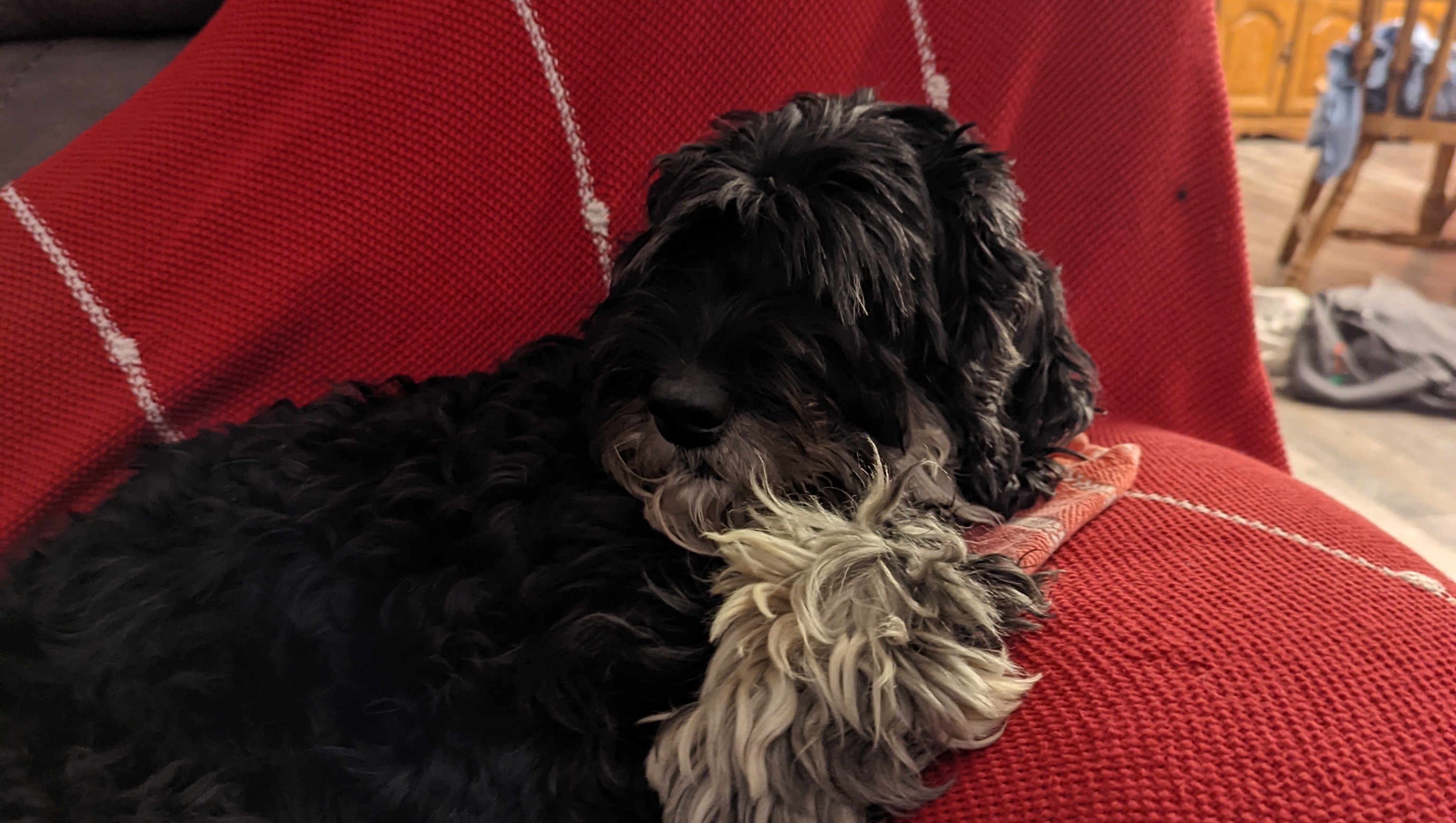 fundraiser-by-alex-martin-raising-money-to-buy-a-new-puppy