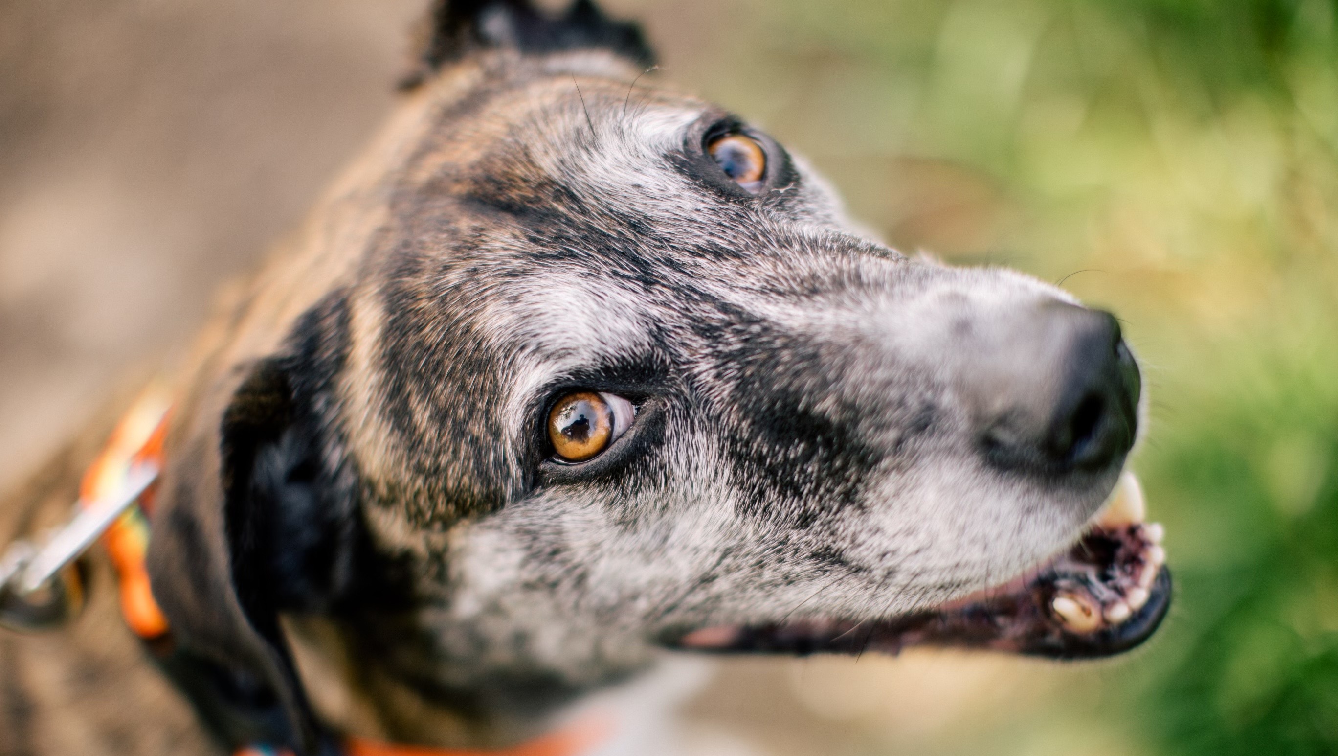 Fundraiser by Tessa Dalton Steve’s new knees