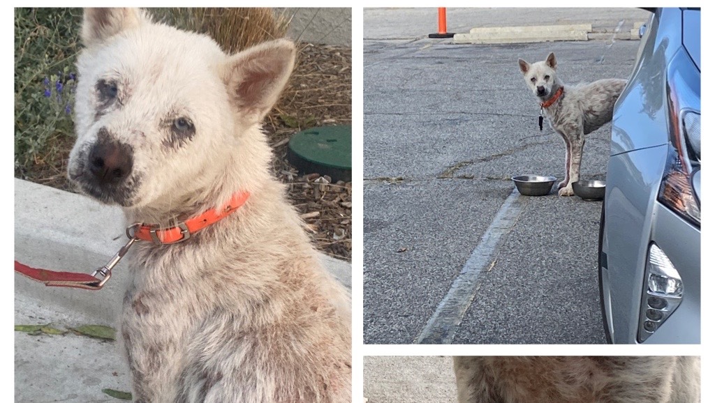 Fundraiser By Lydia Zepeda HELP Injured Puppy Abandoned In LA