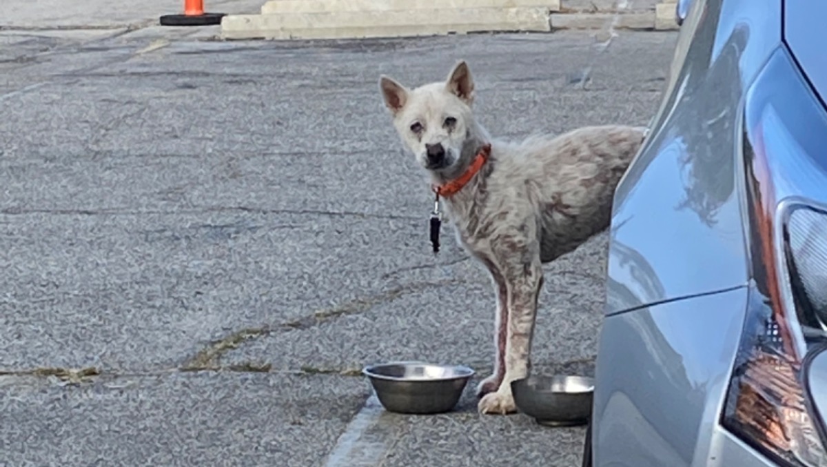 Fundraiser By Lydia Zepeda HELP Injured Puppy Abandoned In LA