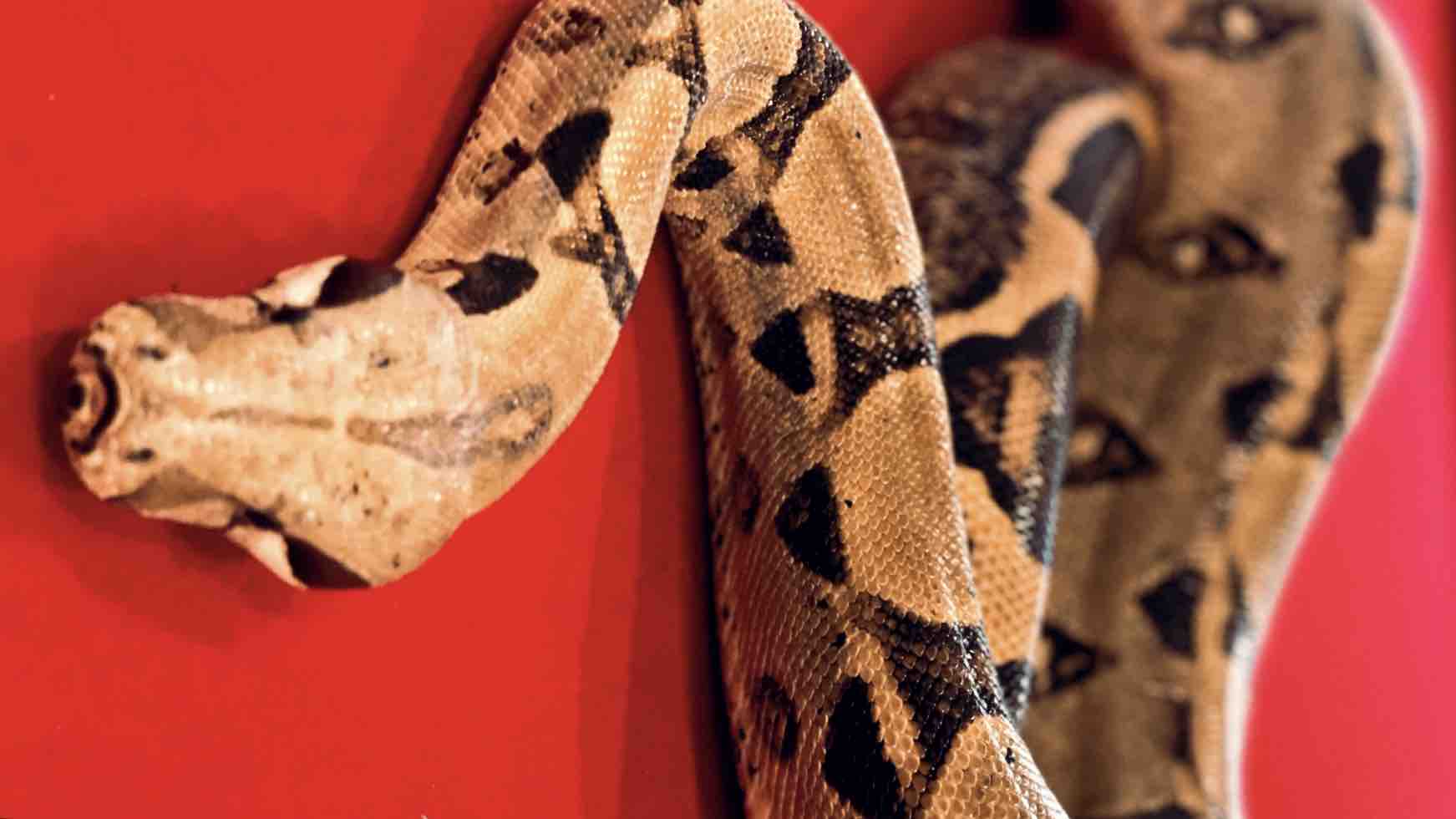 Fundraiser by Aish Thomas TheBoaBabe’s Boa needs Surgery