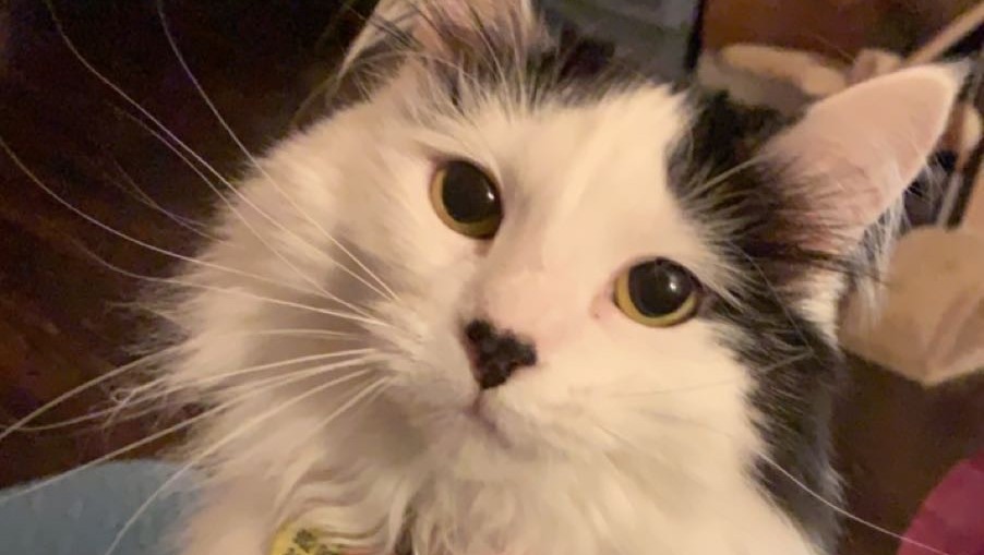mammary tumors in cats uk