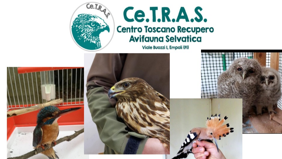 Fundraiser by Sandro Innocenti DONA per salvare gli animali.DONATE to