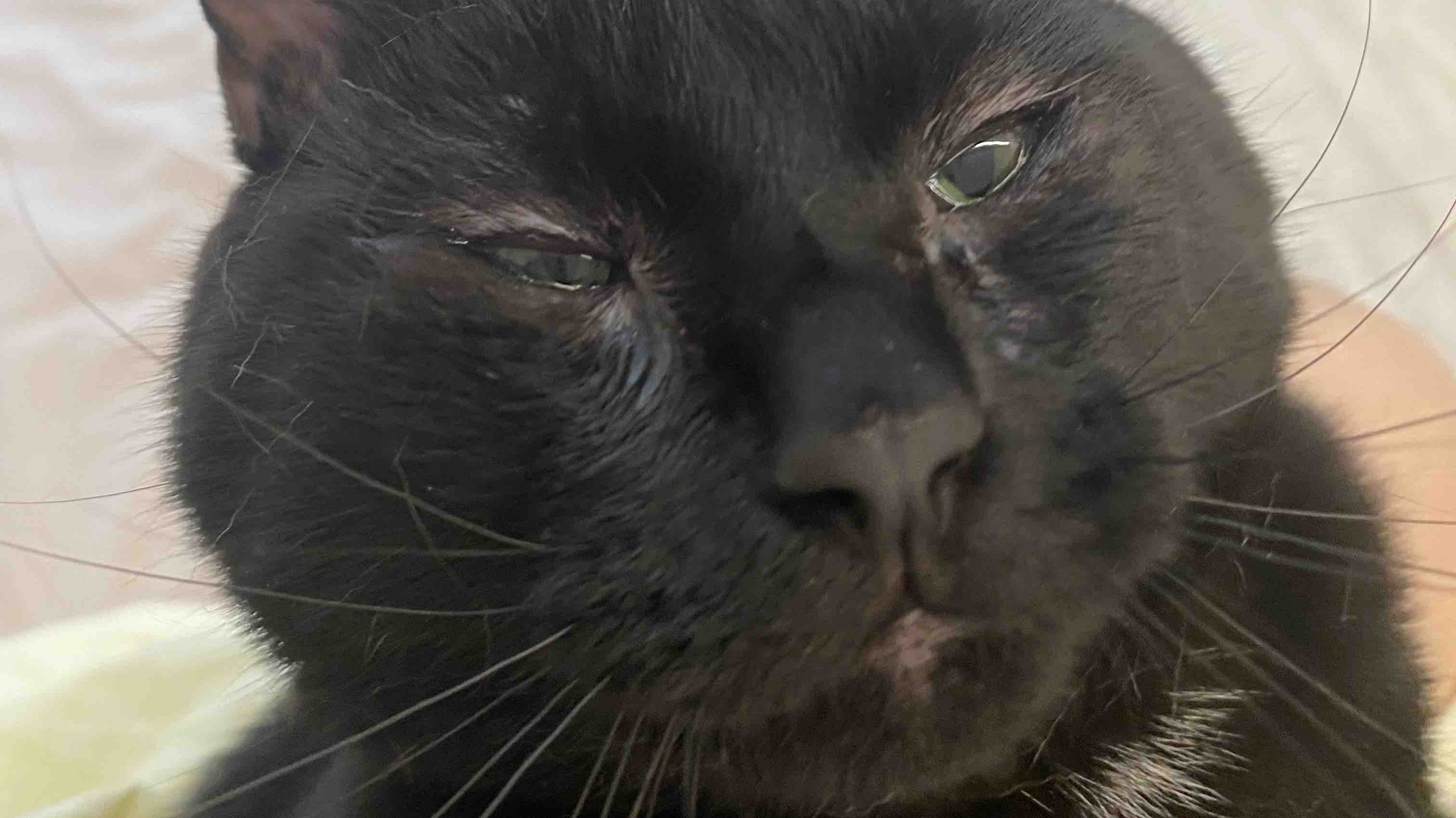 Fundraiser by Khanh Do Help my cat afford eyelids surgery