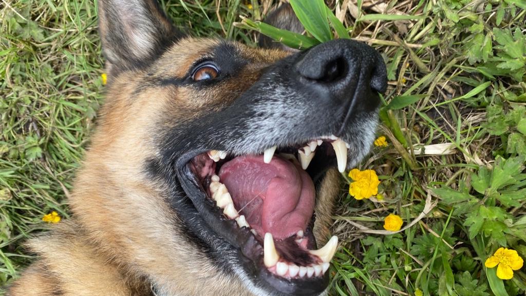 Fundraiser by Kabul Small Animal Rescue Matching fundraiser for KSAR