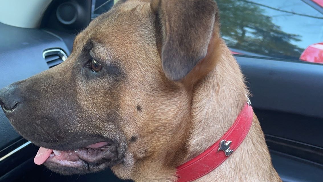 Fundraiser by Hailey Charlton Help to pay for Trill’s medical bills