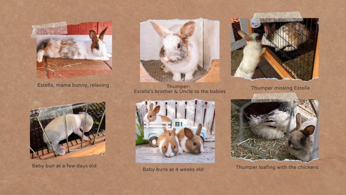 Fundraiser by Yvee and the boozy bunnies Help Dumped Baby Bunnies