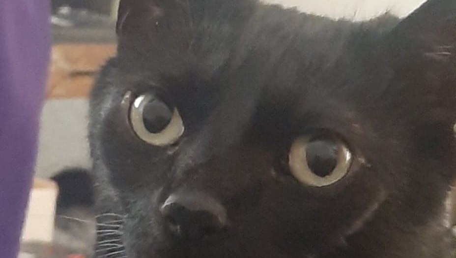 Help with Bela Lugosi's medical expenses photo