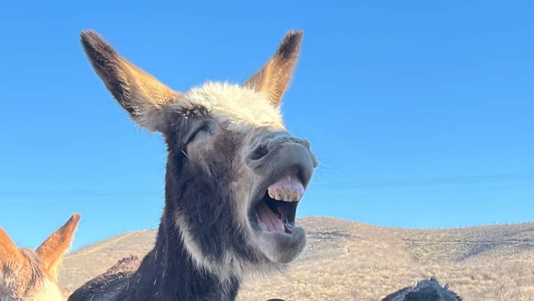 Fundraiser for Katy Lundy by Alexis Knight Marshmallow the Donkey Lifesaving Medical Funds