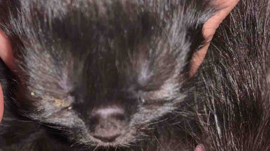 Fundraiser by Ariane Beaule Kitten with swollen eye need emergency care