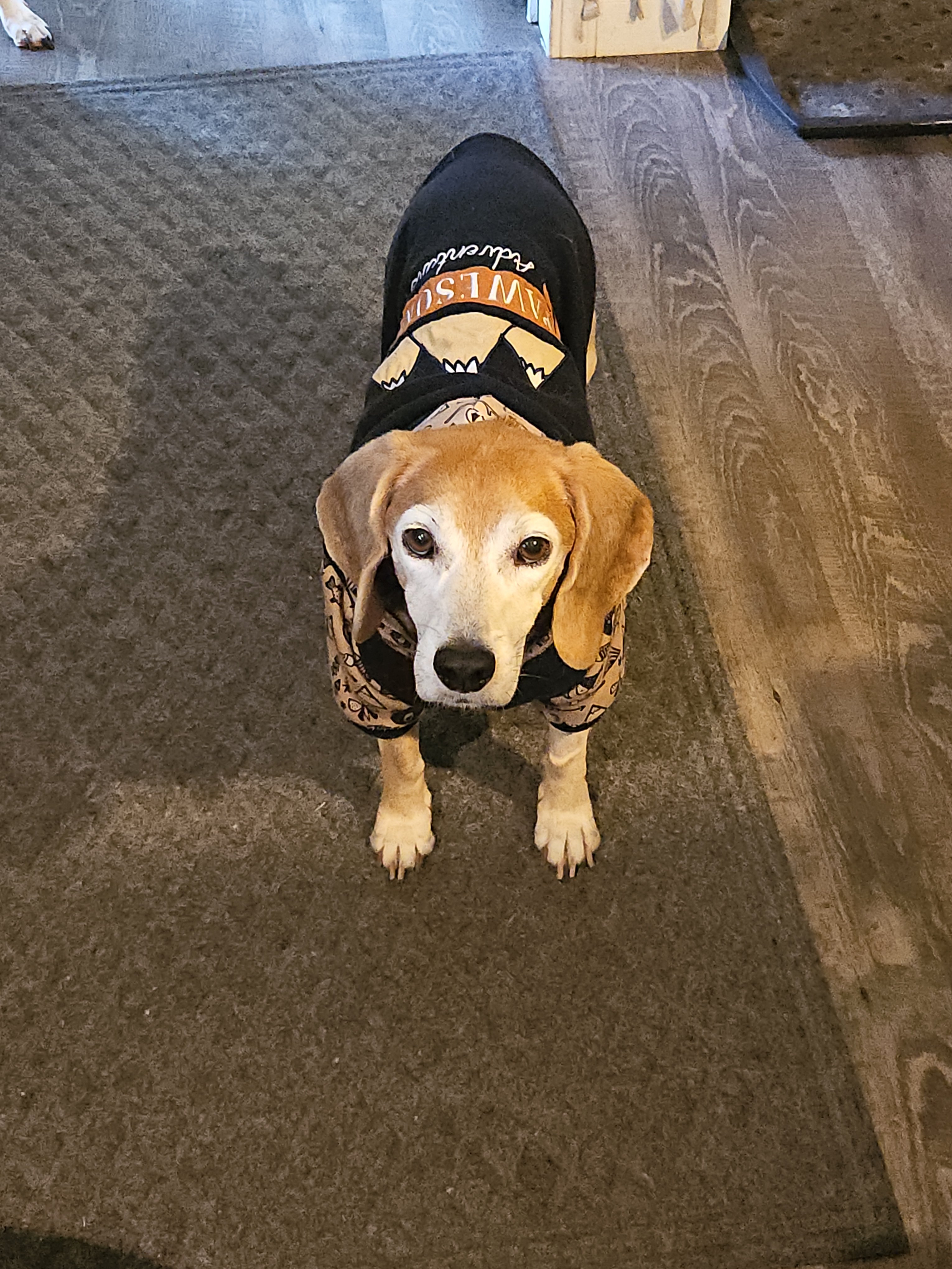 Help Pluto Fight Cancer with Loving Care campaign photo, 4 of 5