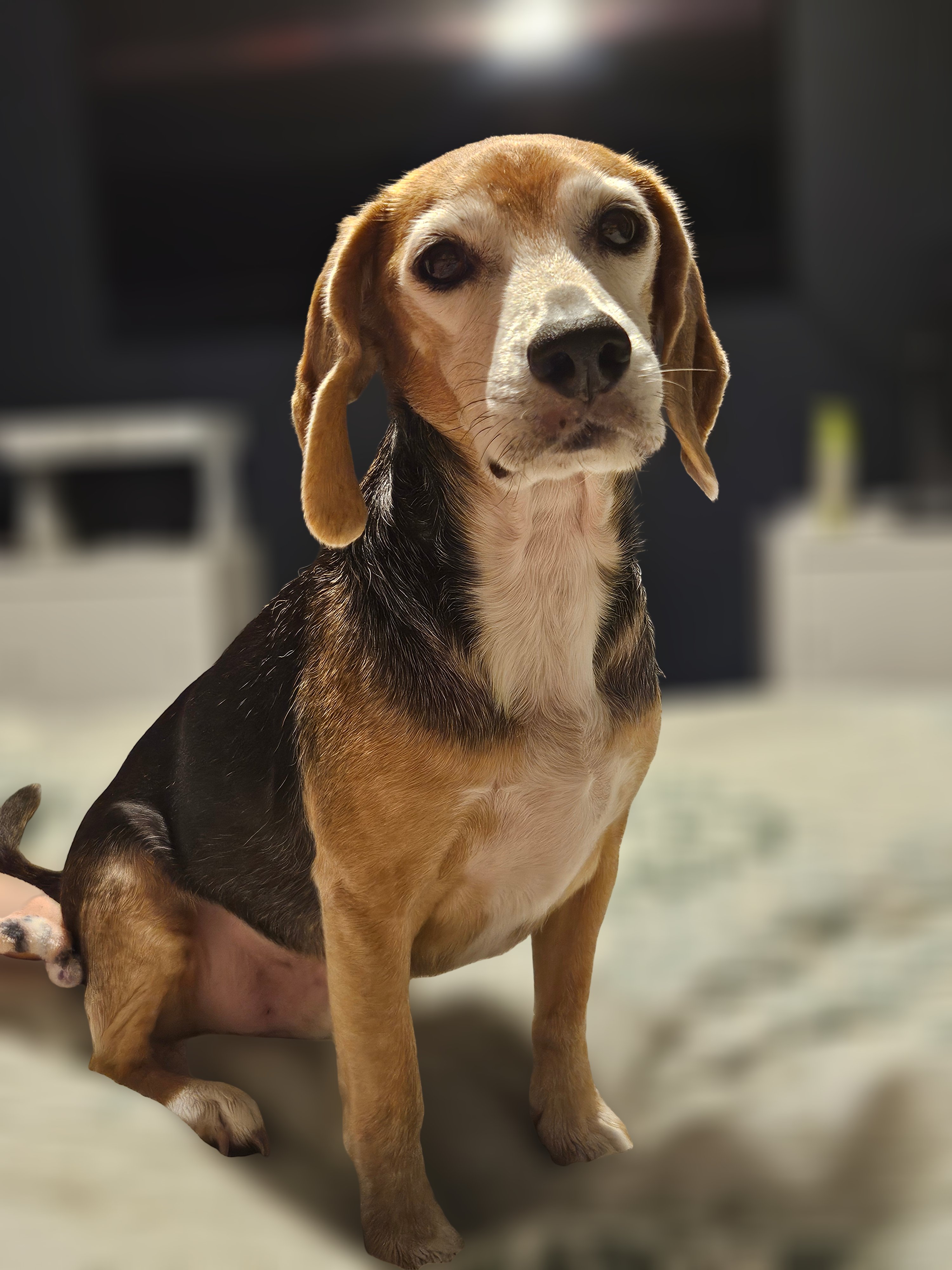 Help Pluto Fight Cancer with Loving Care campaign photo, 2 of 5