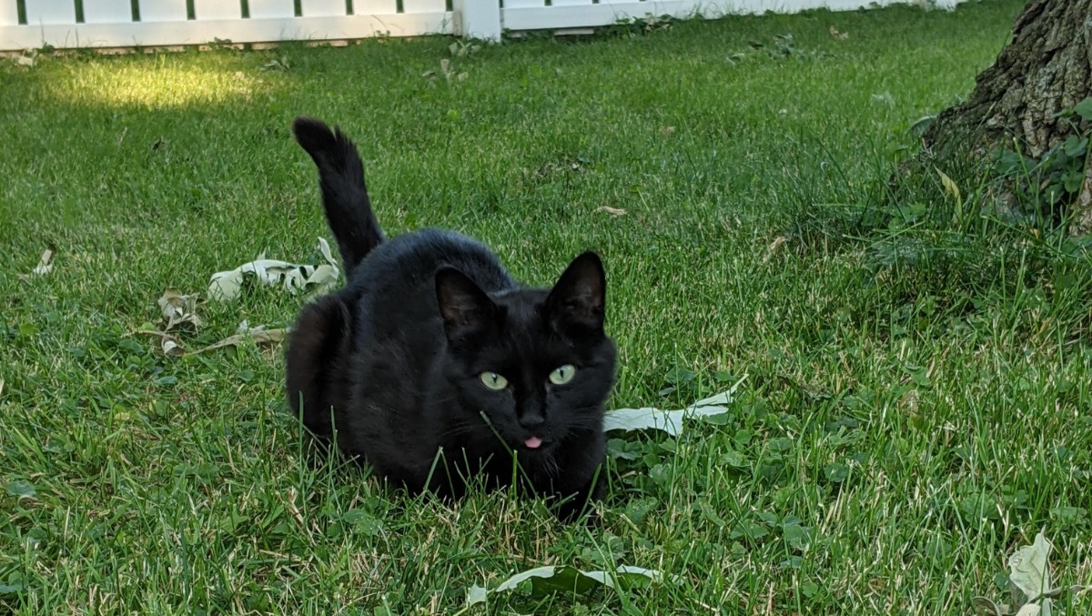 Fundraiser by Natalie Clyne Help Protect Our Friendly Feral Cat Colony