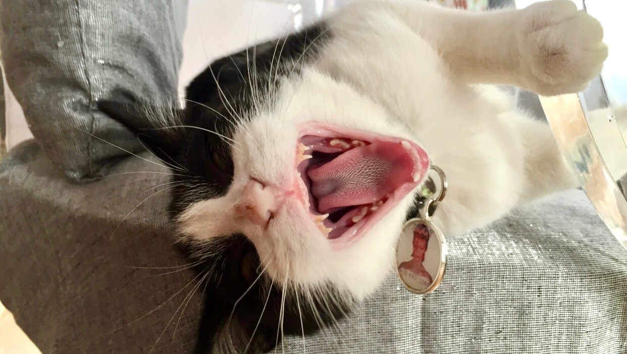 Fundraiser by Olivia Jablonski Ziggy’s Full Mouth Dental Removal