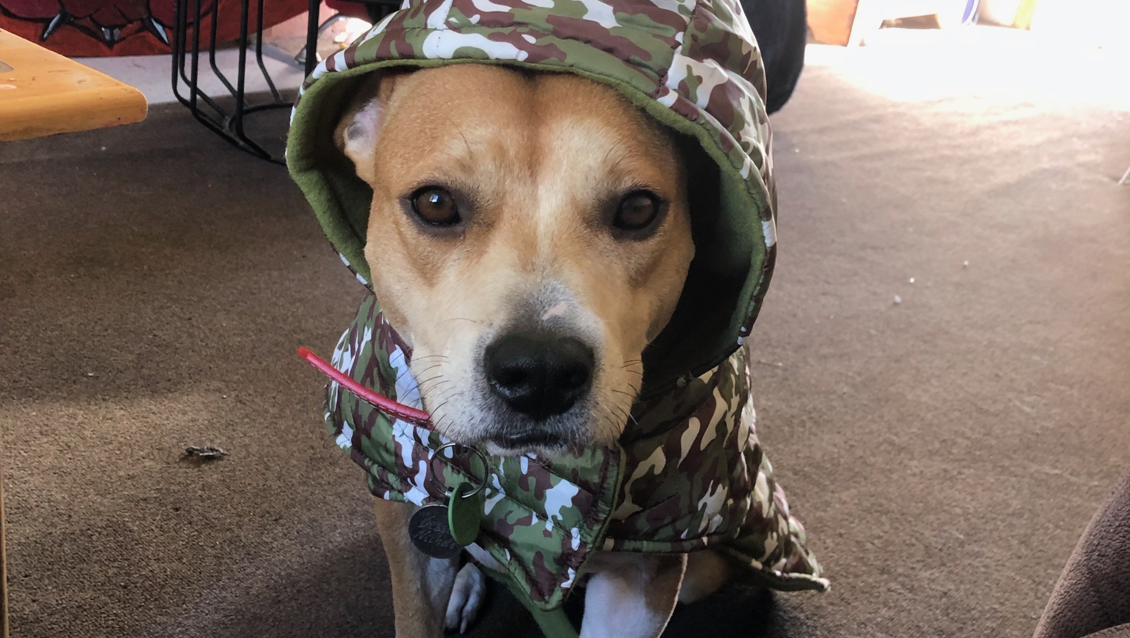 Fundraiser by Colleen Hassett Emergency vet fees