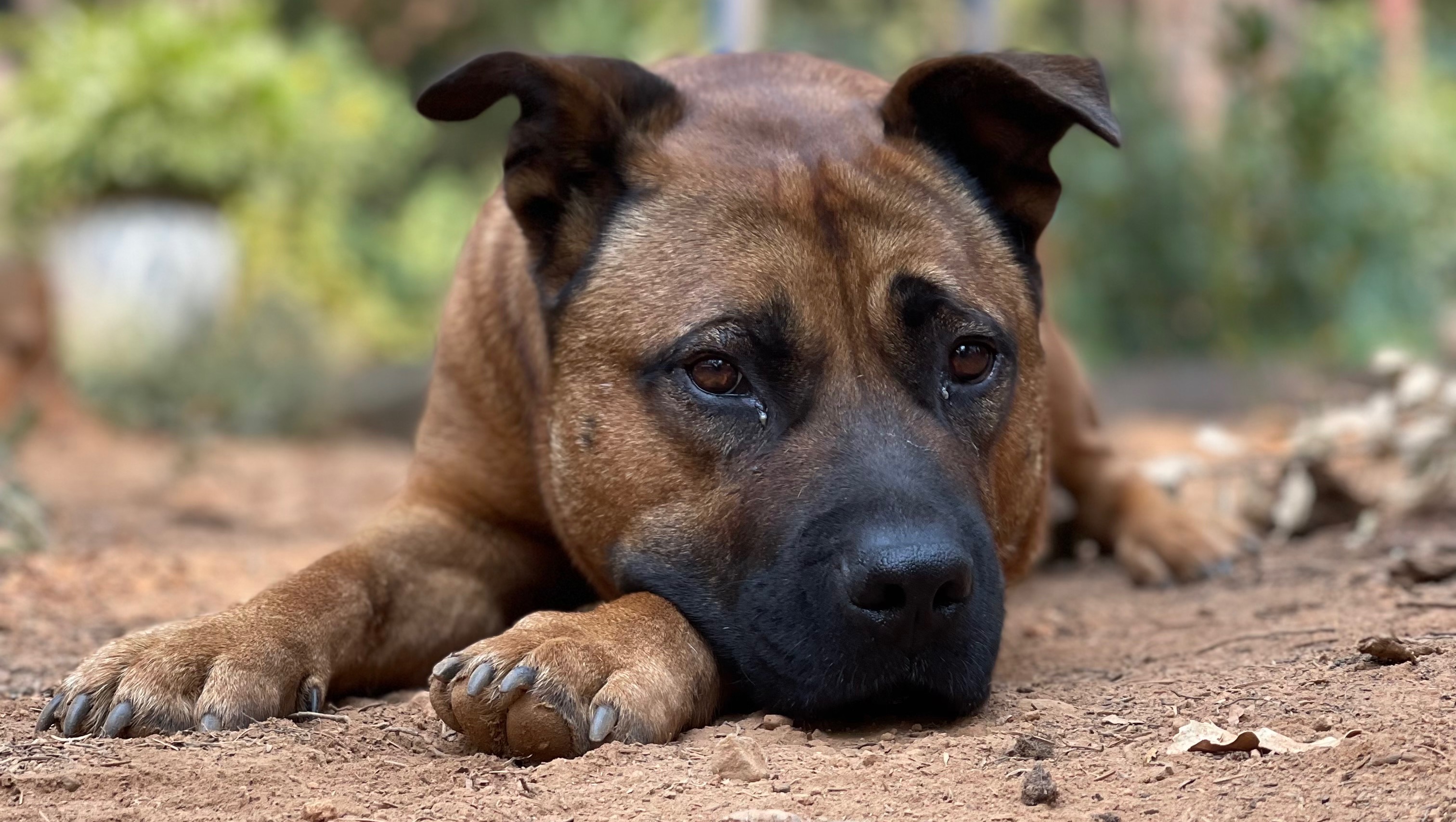 Fundraiser by Sonja Rice : Donate to help Bruce recover from Mtn lion ...