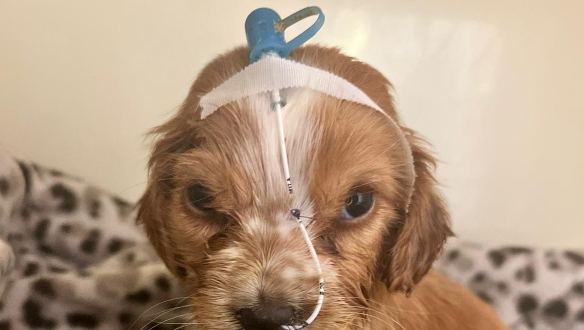Help us help Connie - an abandoned, poorly puppy photo