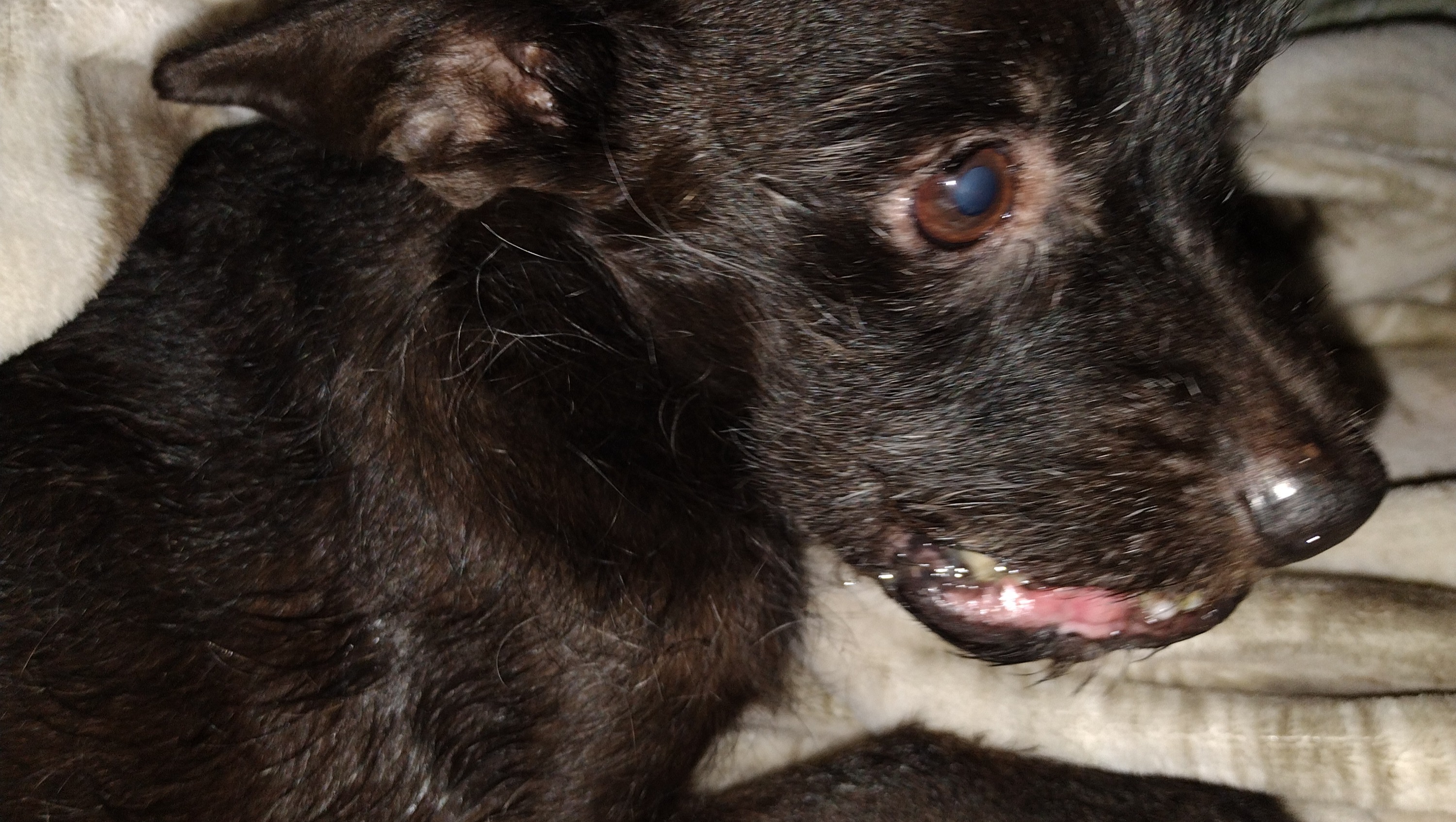 Fundraiser by Norma Miranda A bigotes