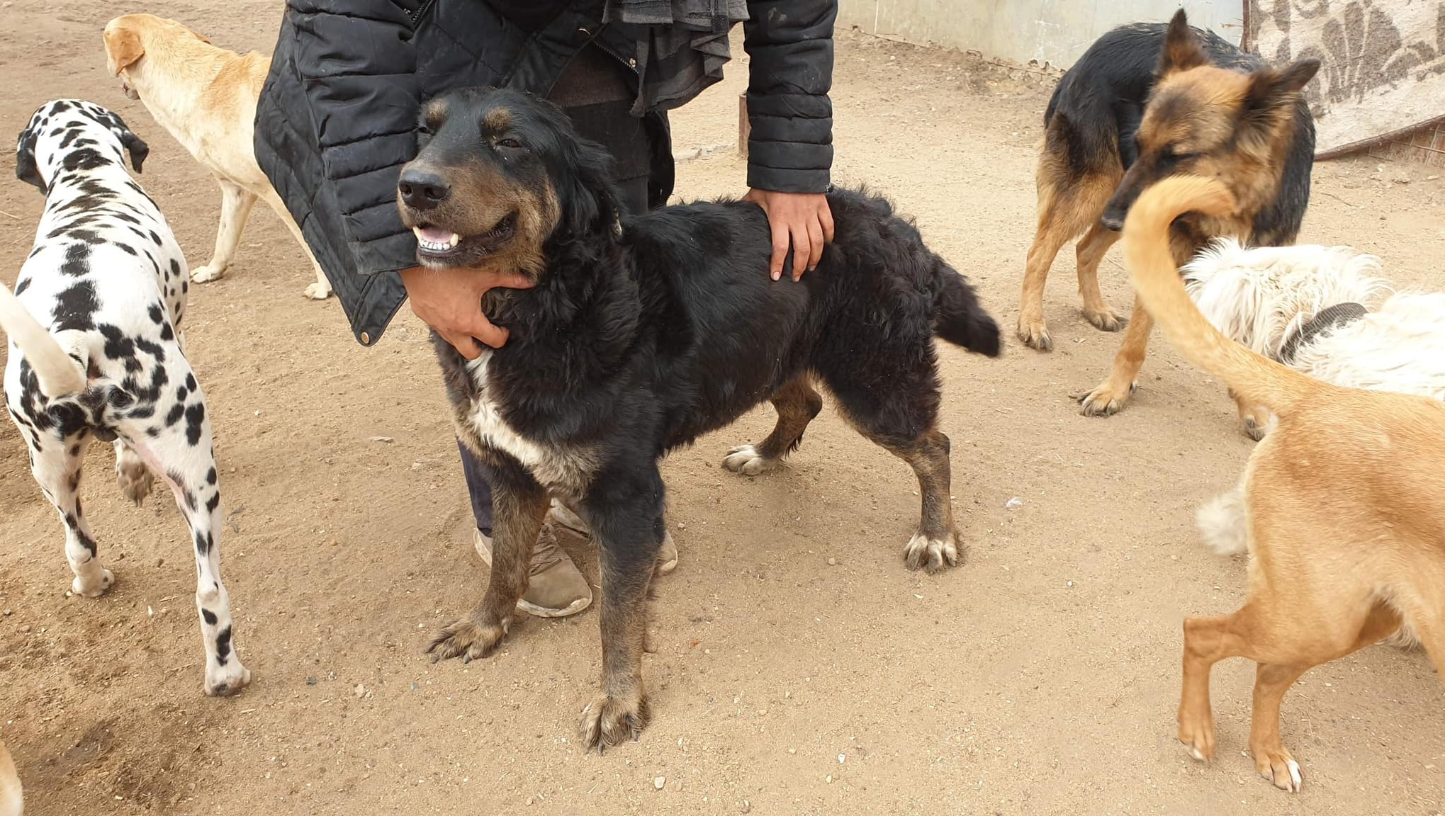 Fundraiser by Heather Bayer Dogs Without Collars Rescue Help Save