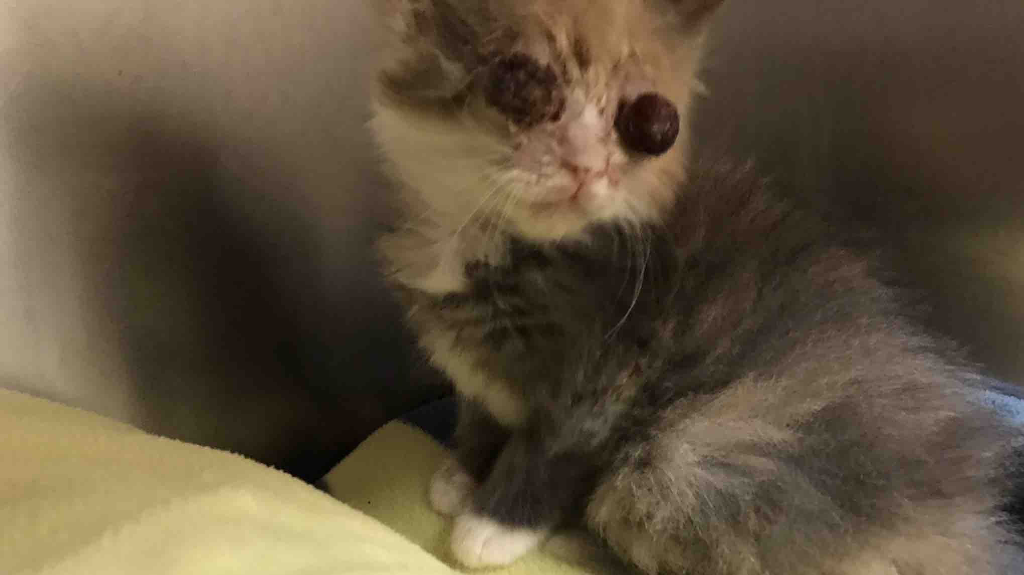 Odile la combattante photo