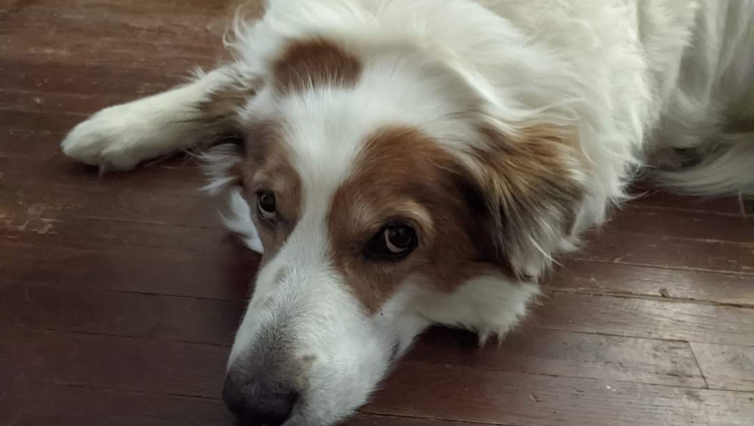 Fundraiser by Joshua Grant Luke's Emergency Vet Bill