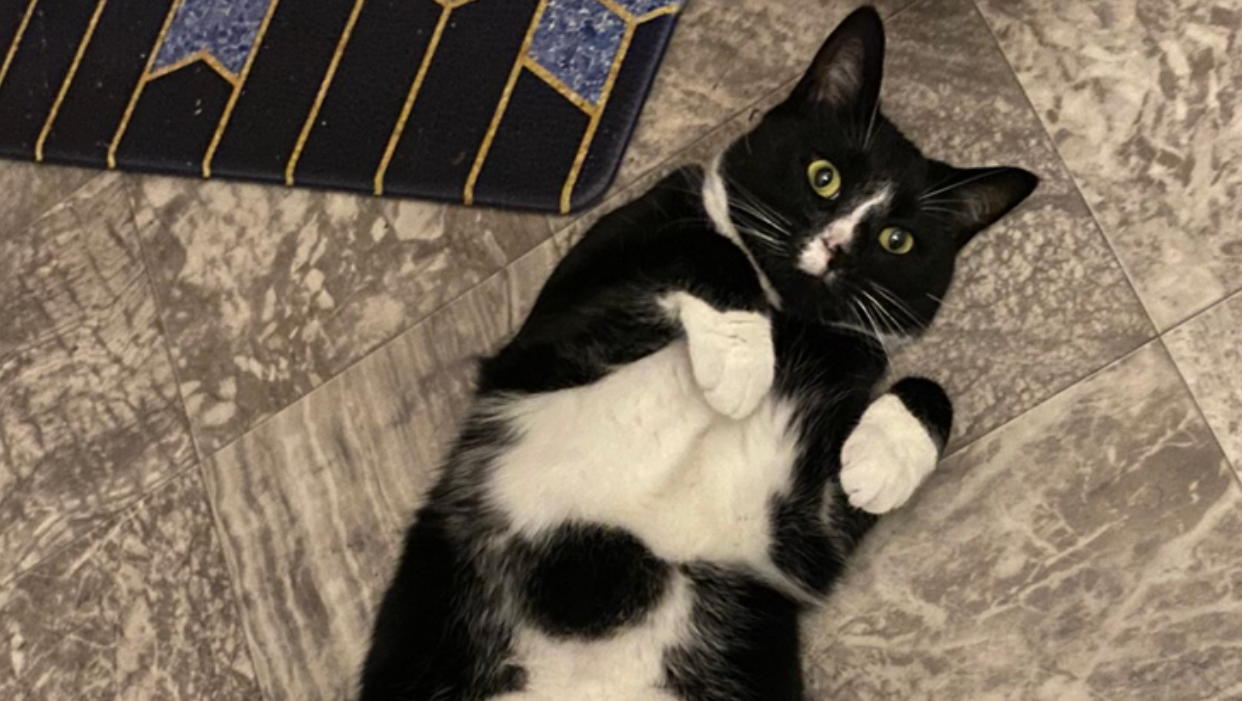 Fundraiser by Winkler Veterinary Fees For Emergency Care