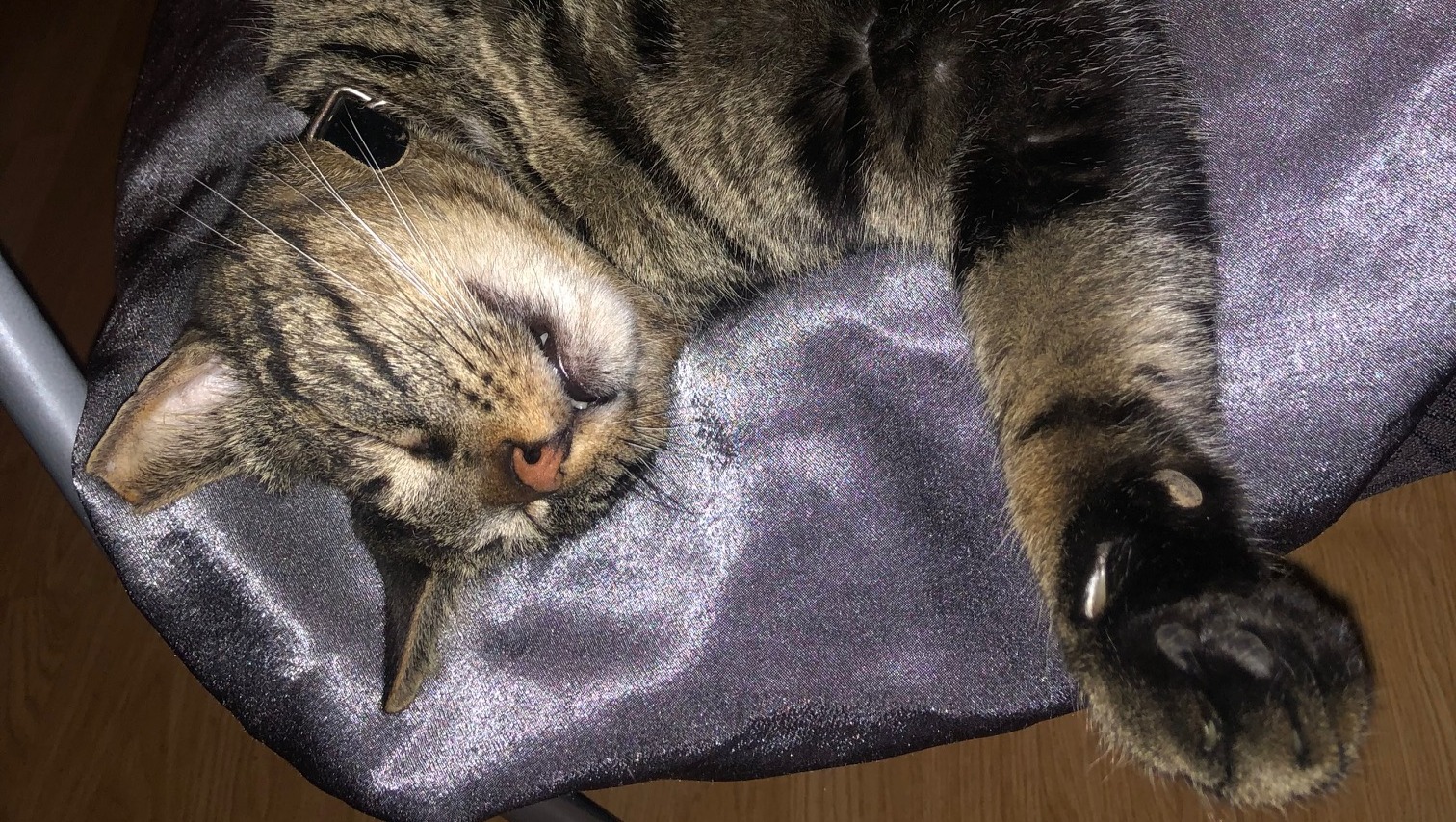 Trouble is having tail trouble and needs our help. photo
