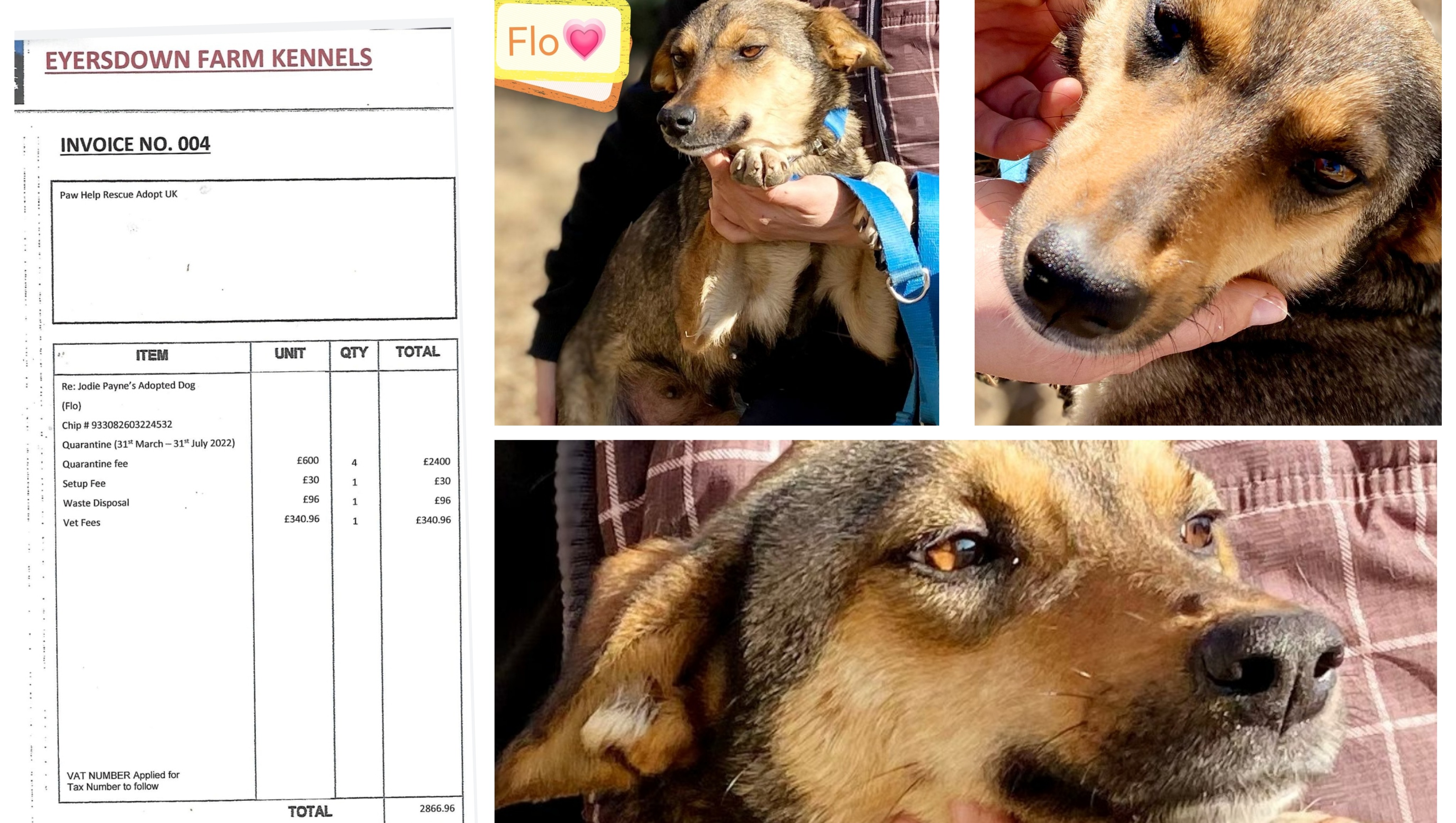 How Long Do Dogs Have To Be Quarantined In Uk