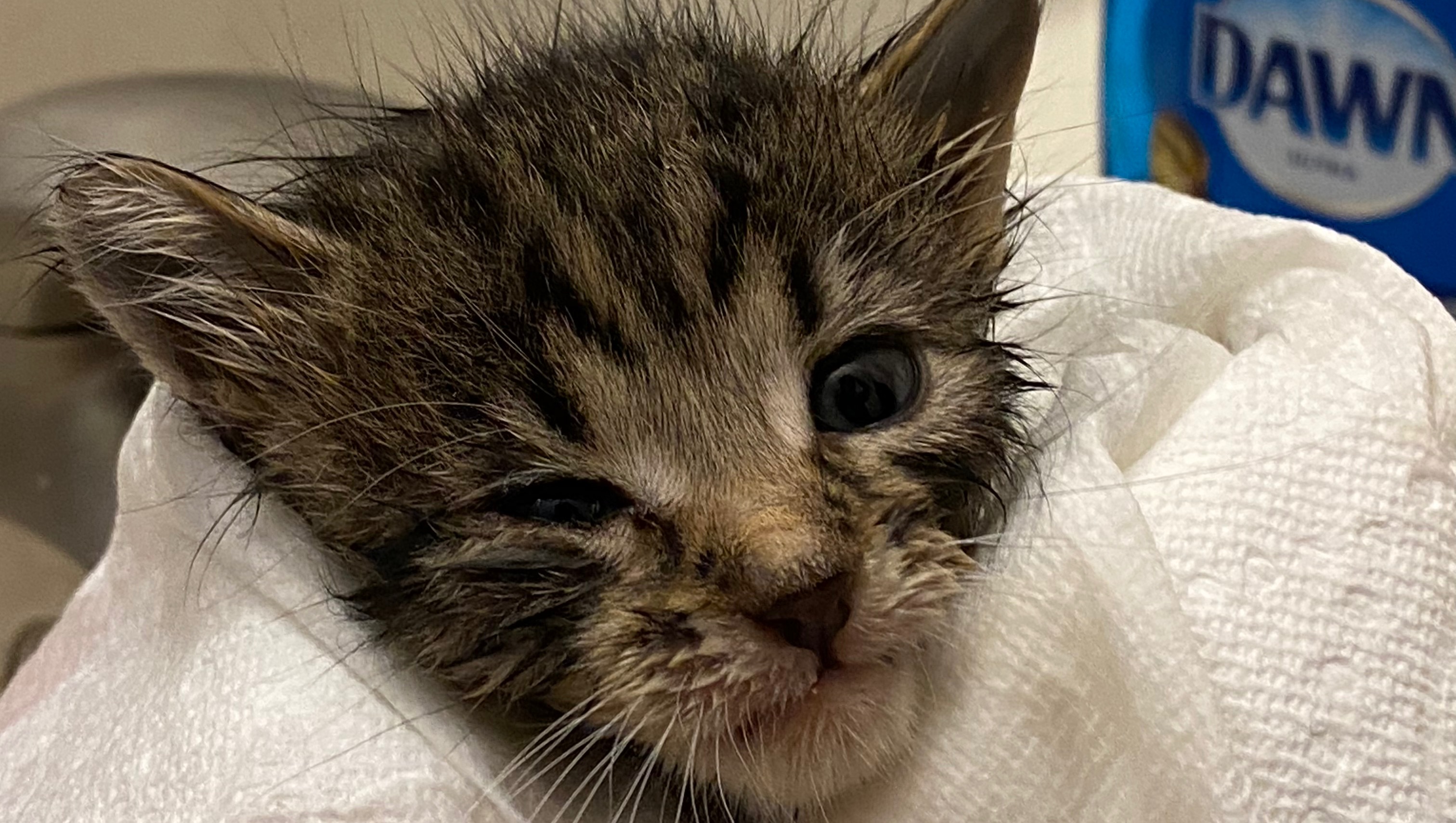Fundraiser by Suzi Gordon Sick kittens need your help.
