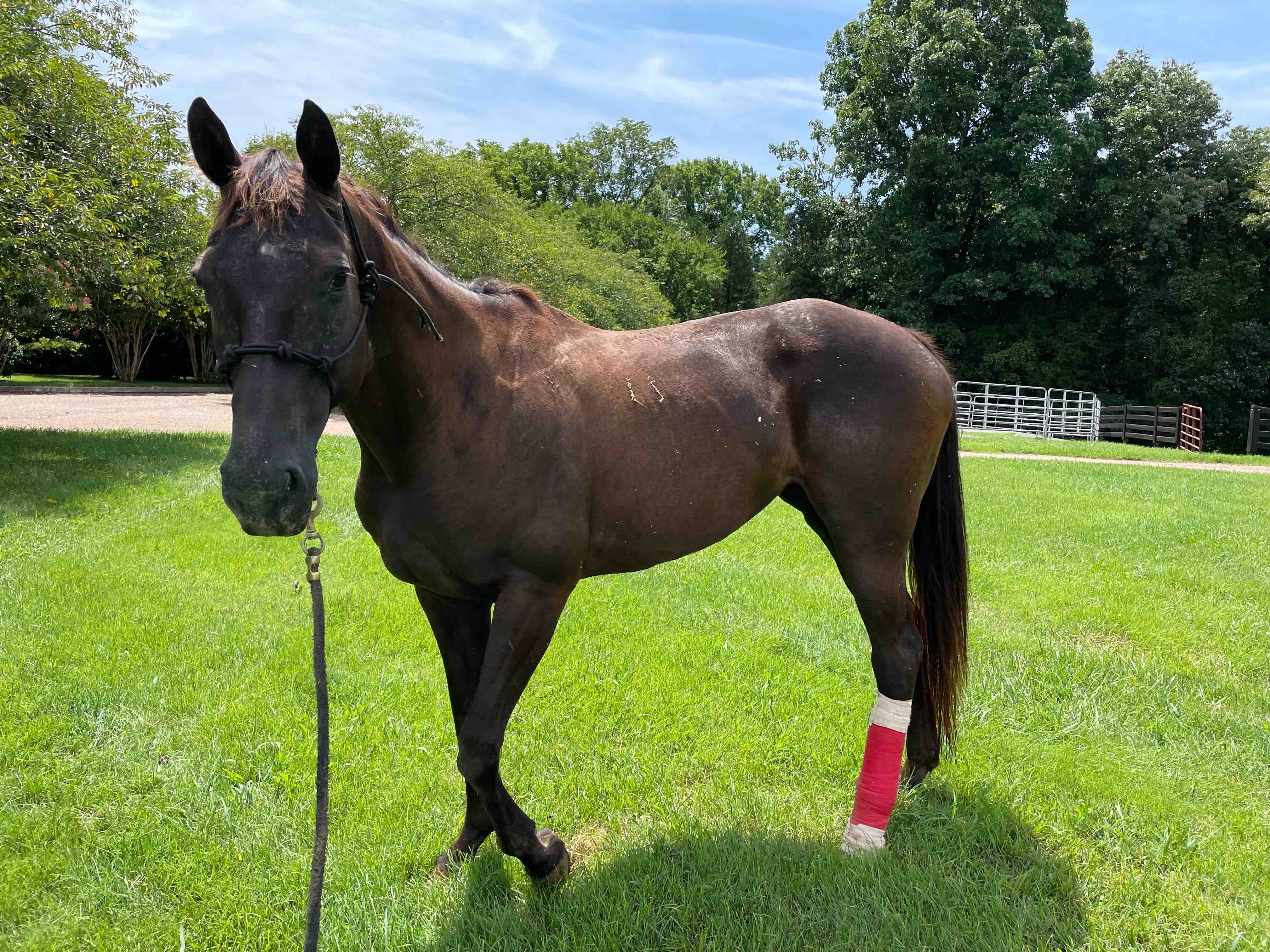 Fundraiser By Amelia Parsons Lady Ravens Vet Bills