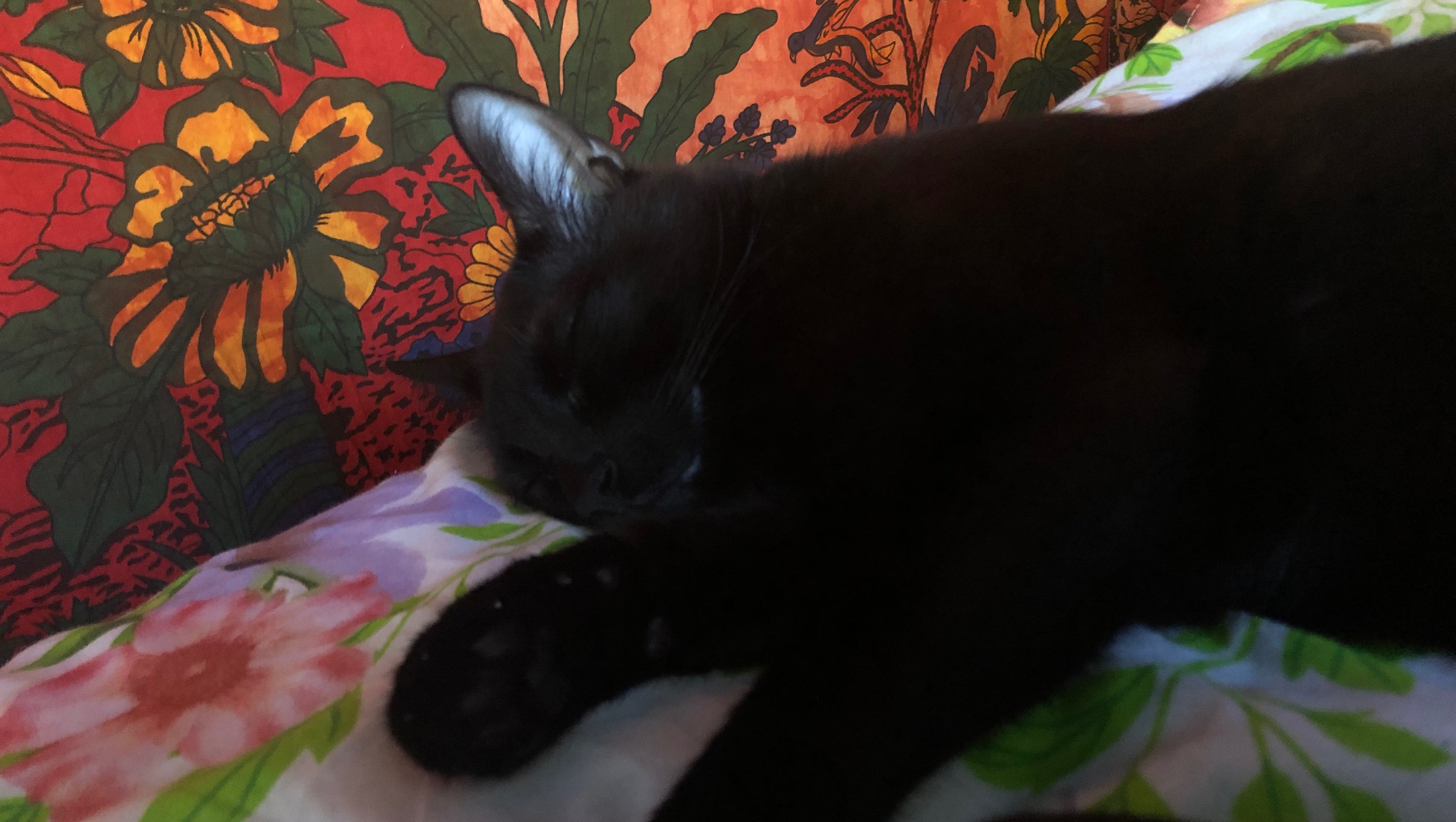 Fundraiser for Cedar Miles by Acacia Miles Cedar Health Care