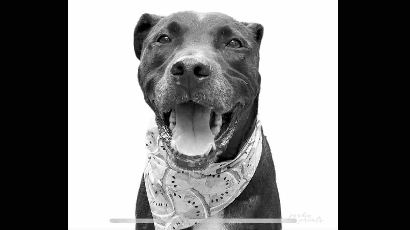 Help Kelley pay for Boomer’s surgery, organized by Lauren Gates