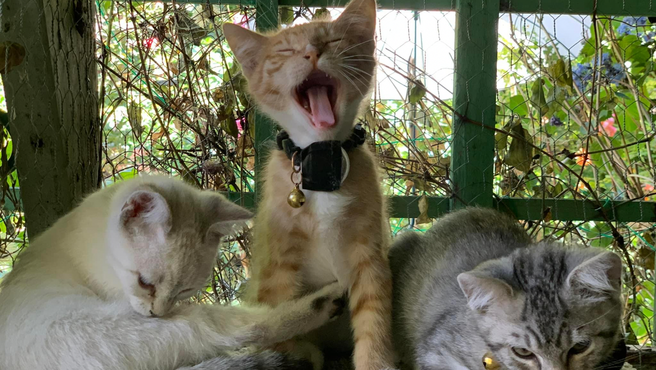 Fundraiser by Susan Brownlietarrant karma, kismet and serendipity