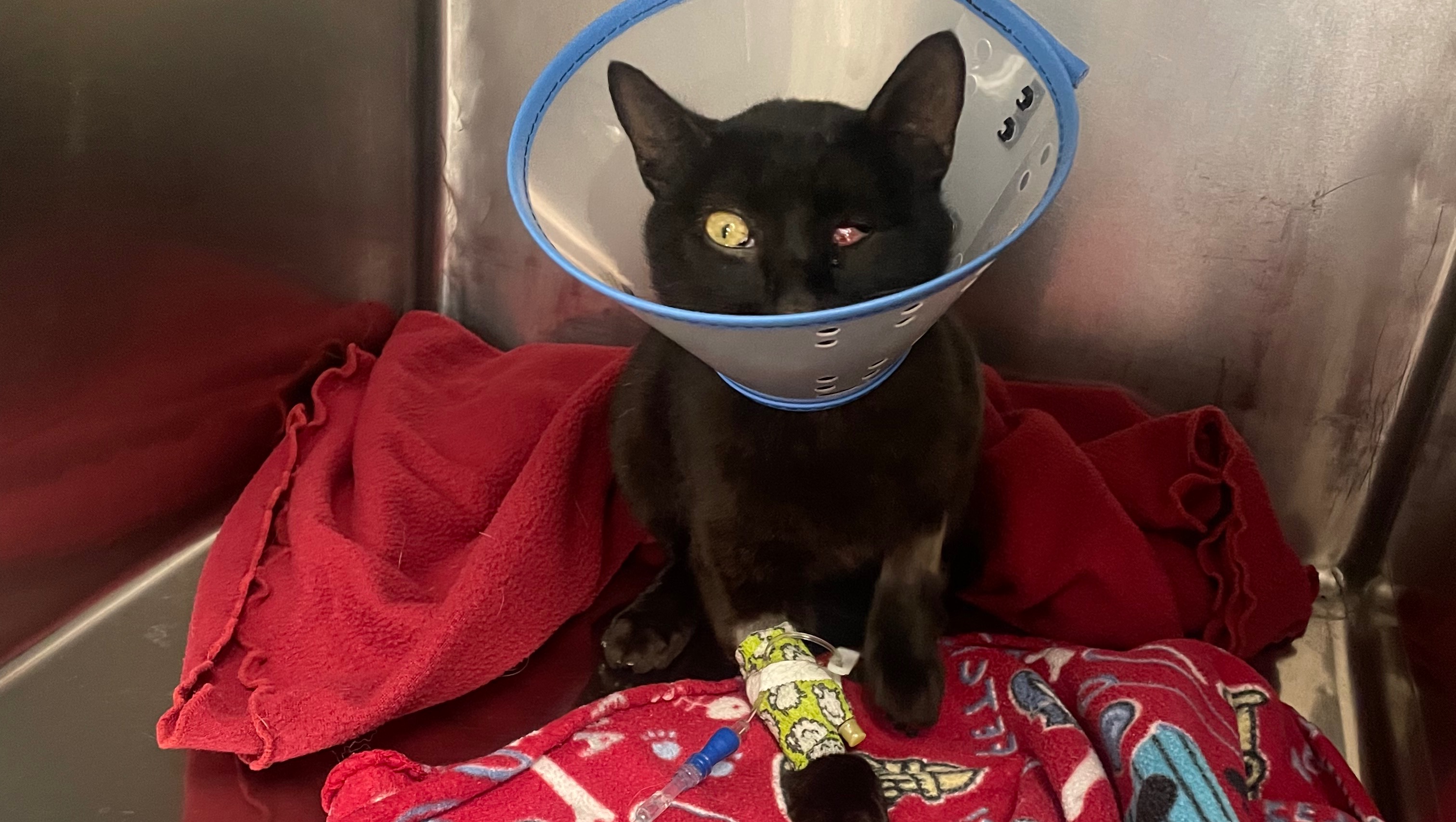 Fundraiser by Erica Judah Broken Jaw Surgery