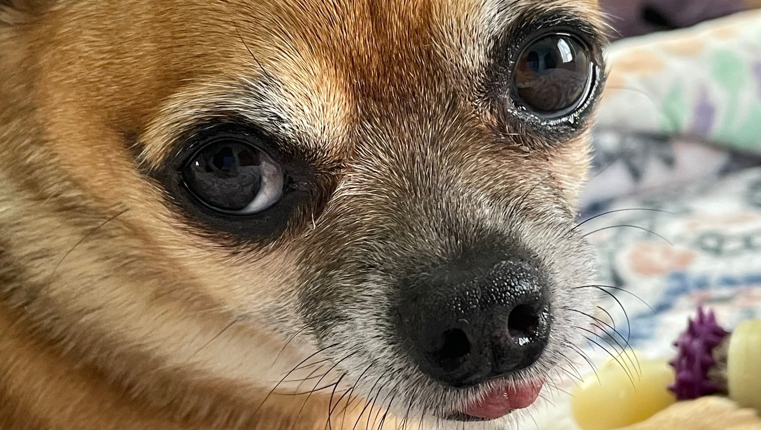 Fundraiser by Tania Aguilar Help my dog afford her surgery