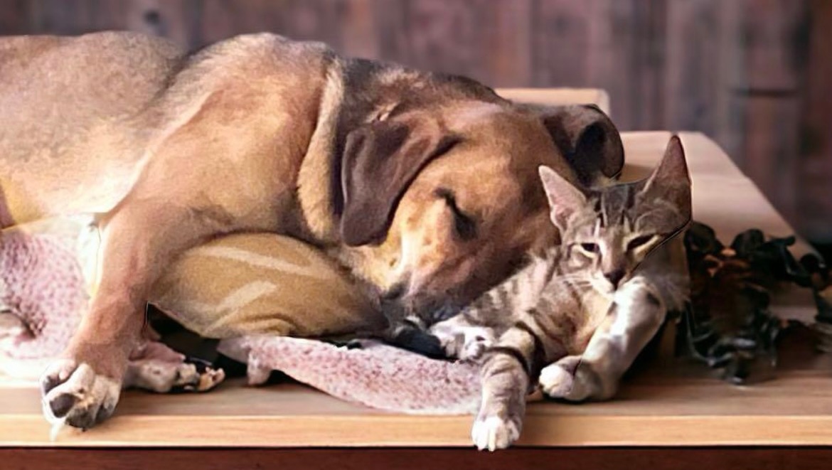 Help our team save, feed, vet & home animals photo