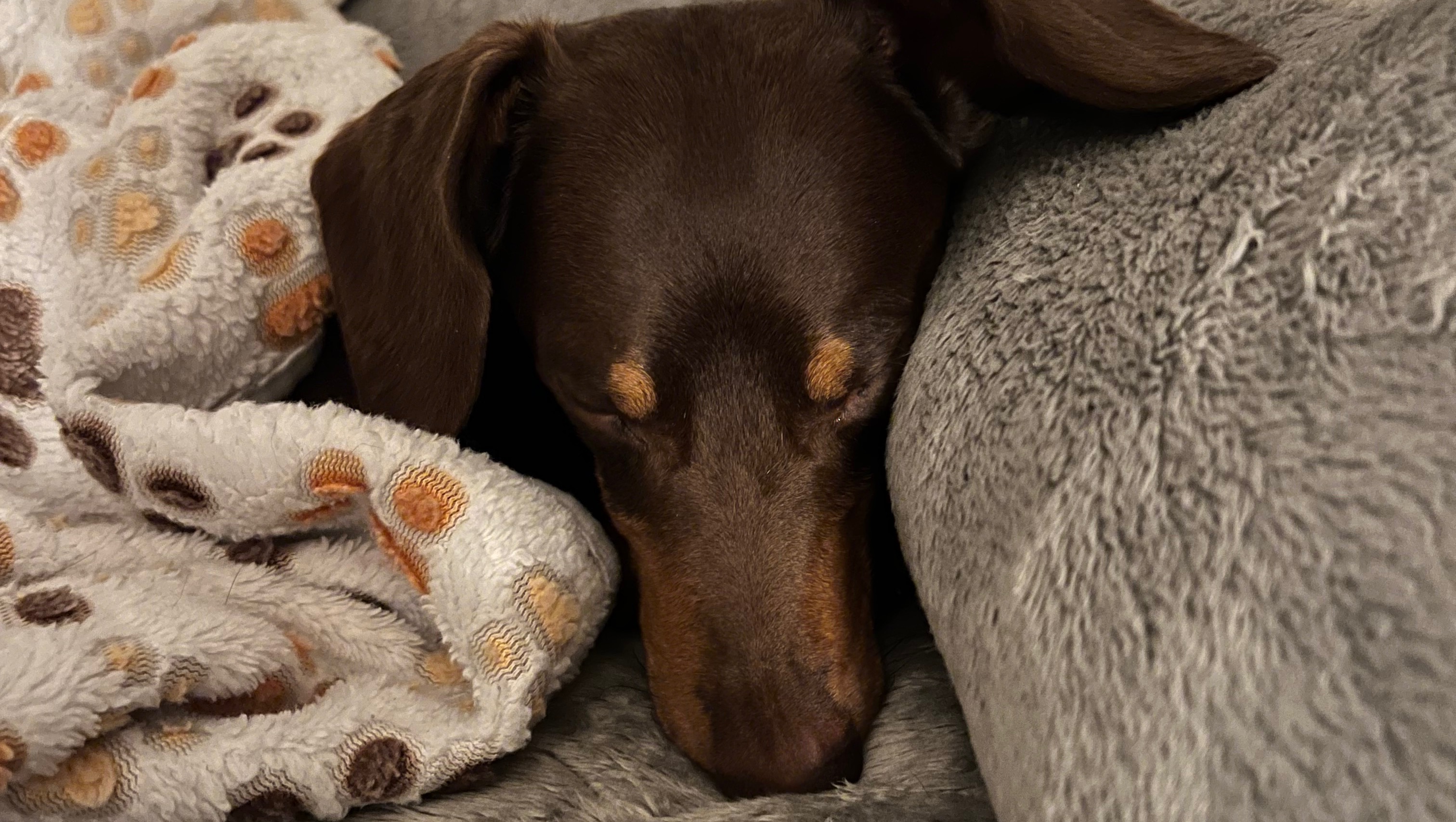 Fundraiser by GiGi Covington Oscar the dachshunds IVDD surgery