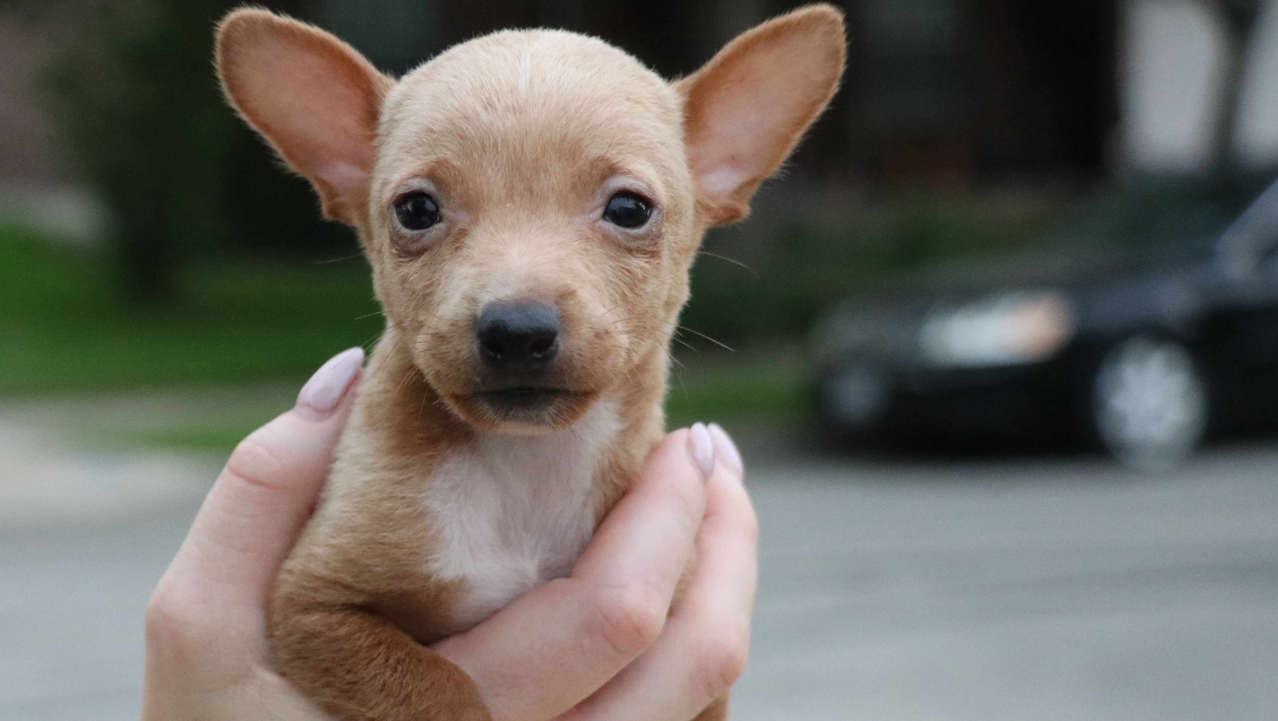 Fundraiser for Anthony Bonacci by Brooke McGuire : Help Save Elio!!