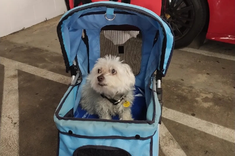 HELP JAX GET HEART SURGERY NEEDED TO SAVE HIS LIFE photo