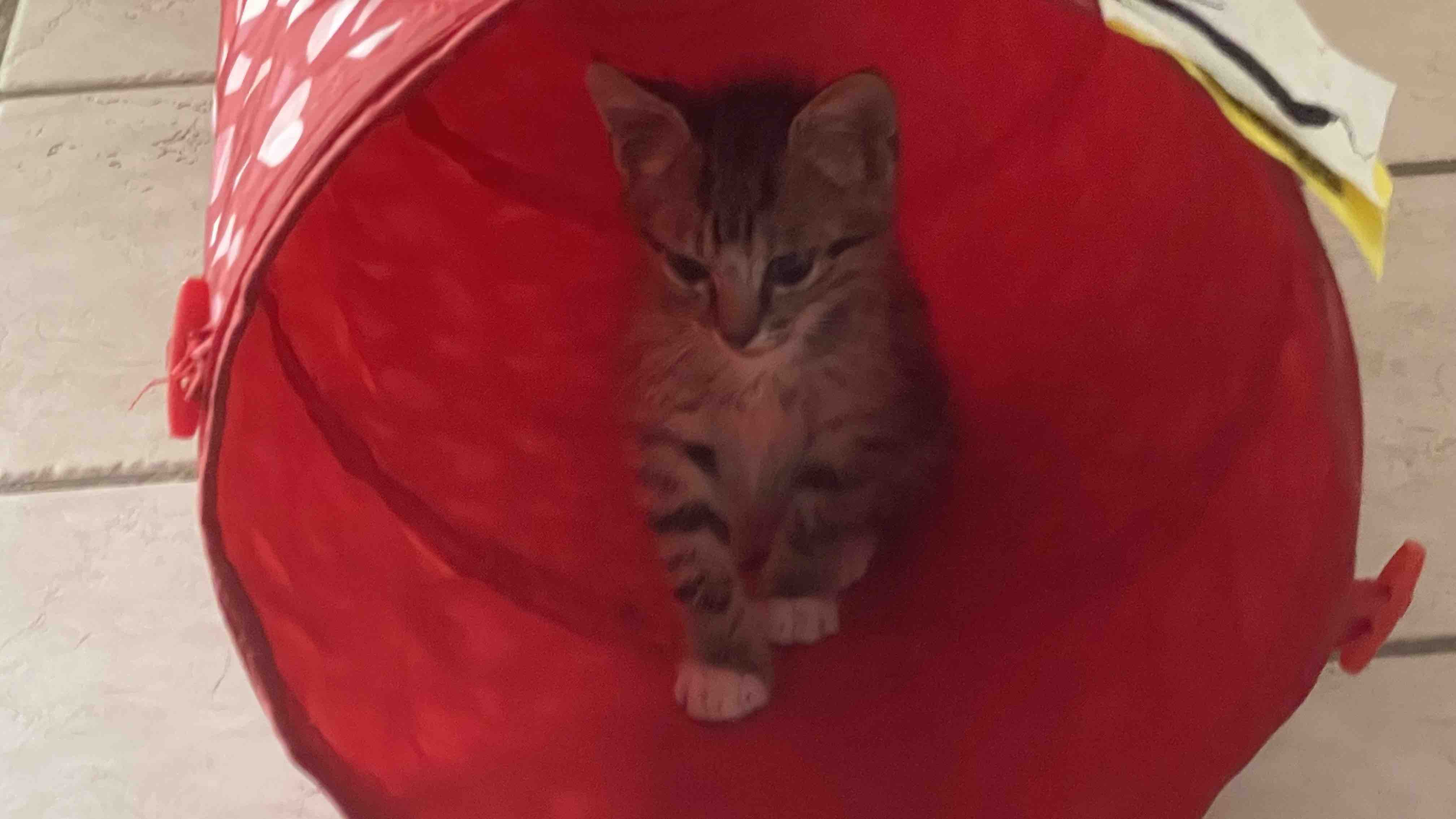 Fundraiser by Julie Pigza USM feral cat vet bill