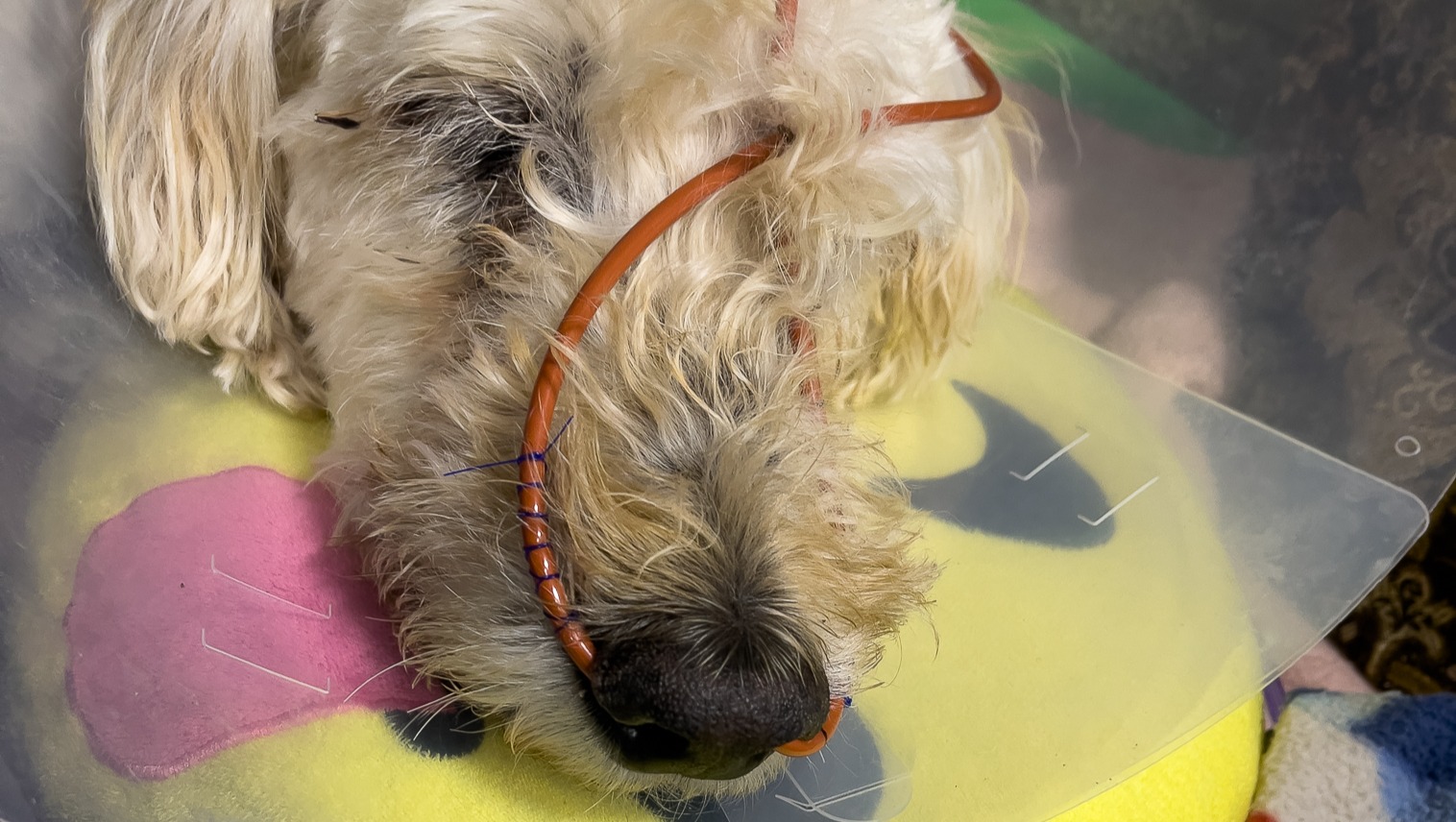 Teig's Emergency Medical Bills Support photo