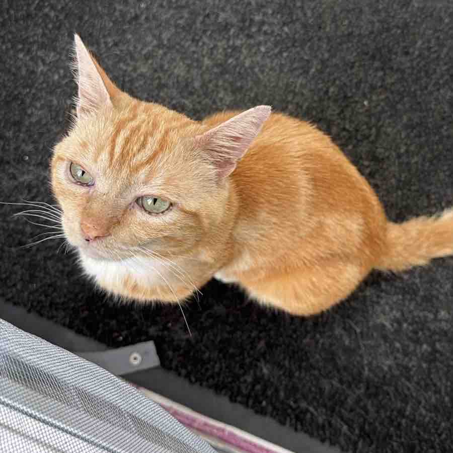 Vet bills, food, supplies Second Chance For Cats campaign photo, 11 of 12
