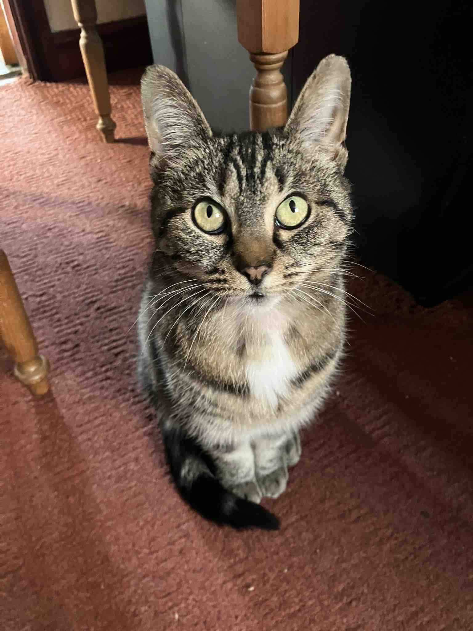 Vet bills, food, supplies Second Chance For Cats campaign photo, 2 of 12