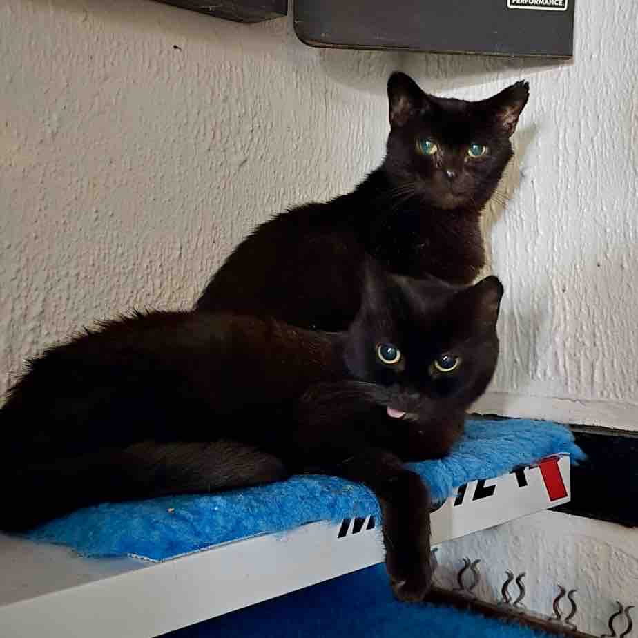 Vet bills, food, supplies Second Chance For Cats campaign photo, 4 of 12