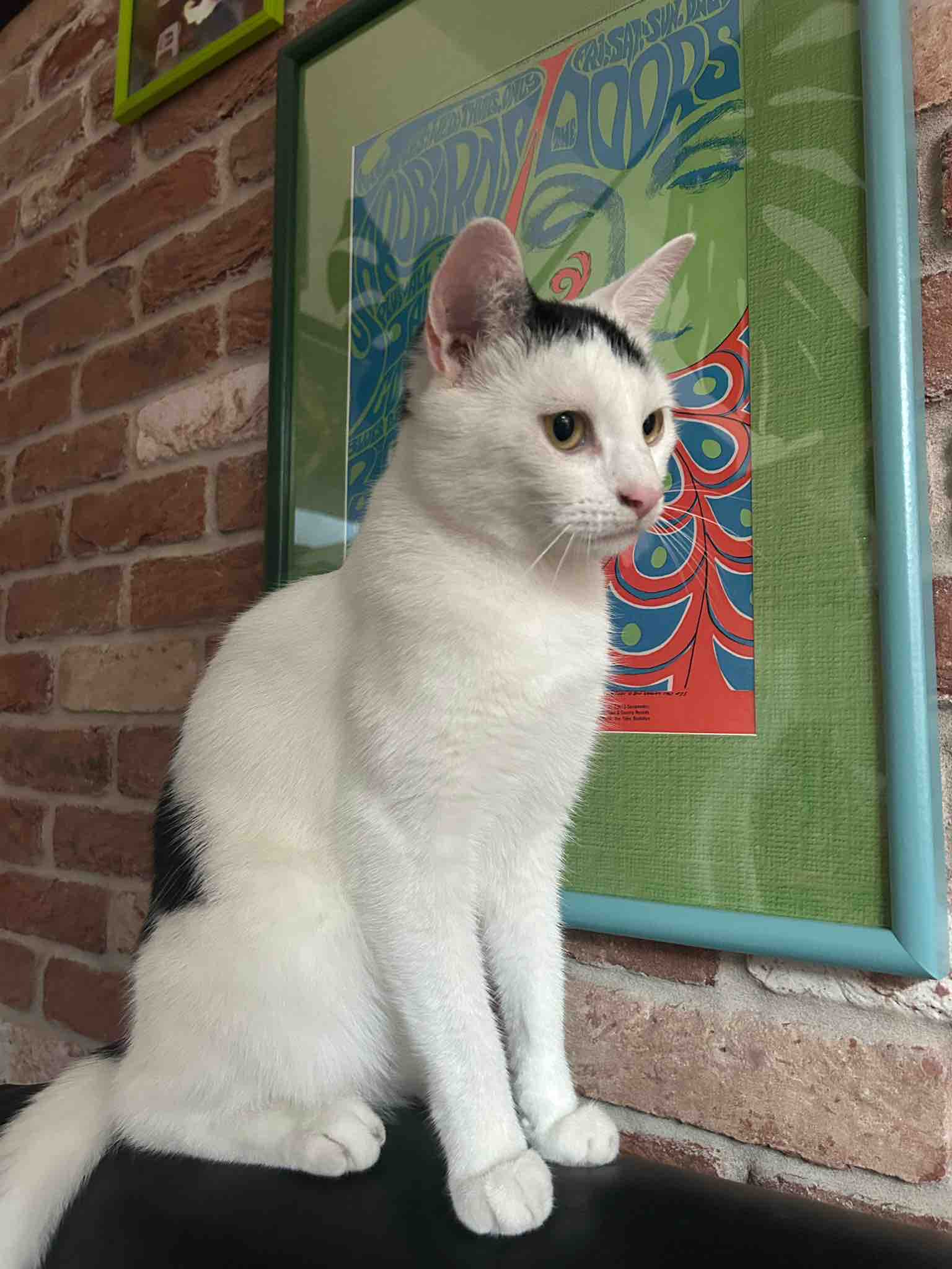 Vet bills, food, supplies Second Chance For Cats campaign photo, 5 of 12