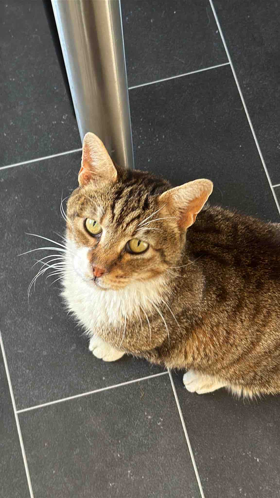 Vet bills, food, supplies Second Chance For Cats campaign photo, 6 of 12