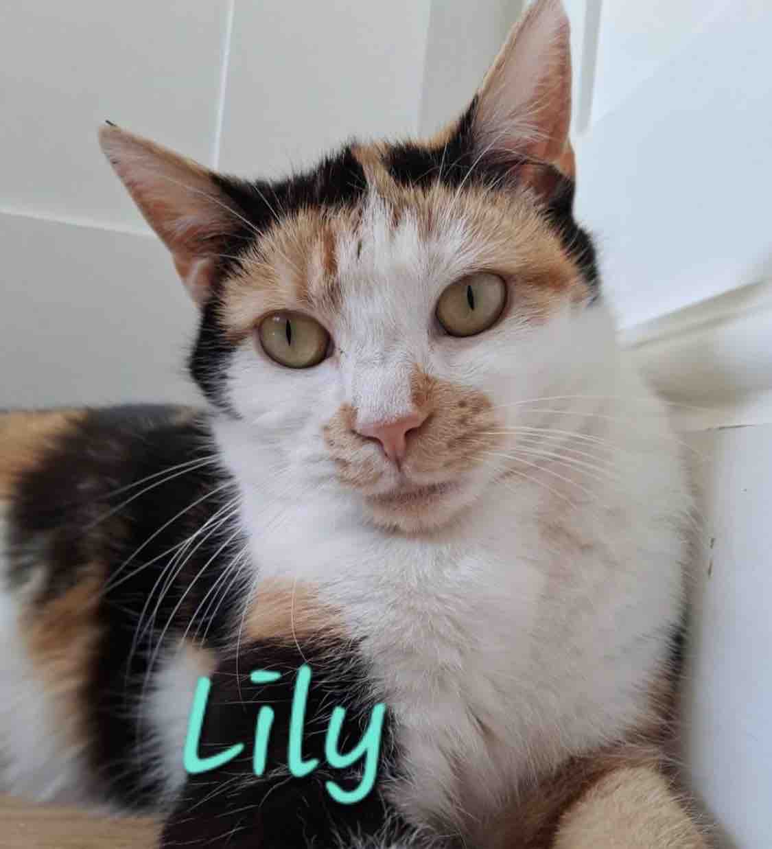 Vet bills, food, supplies Second Chance For Cats campaign photo, 7 of 12
