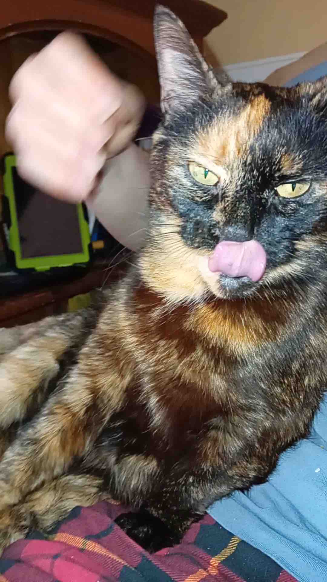 Vet bills, food, supplies Second Chance For Cats campaign photo, 8 of 12
