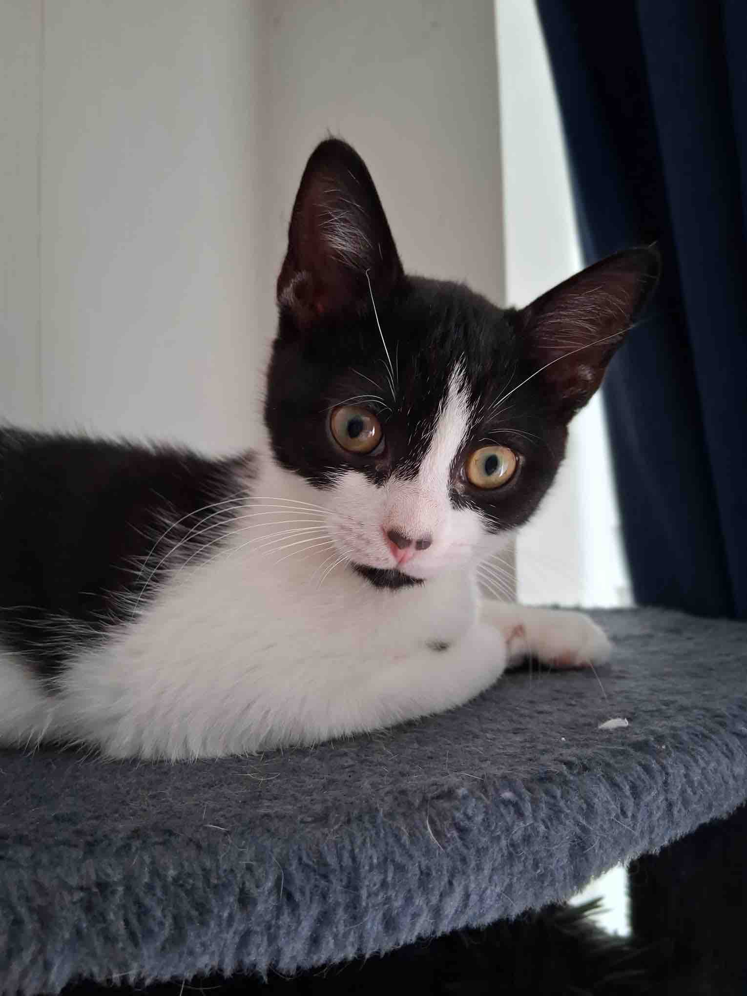 Vet bills, food, supplies Second Chance For Cats campaign photo, 9 of 12