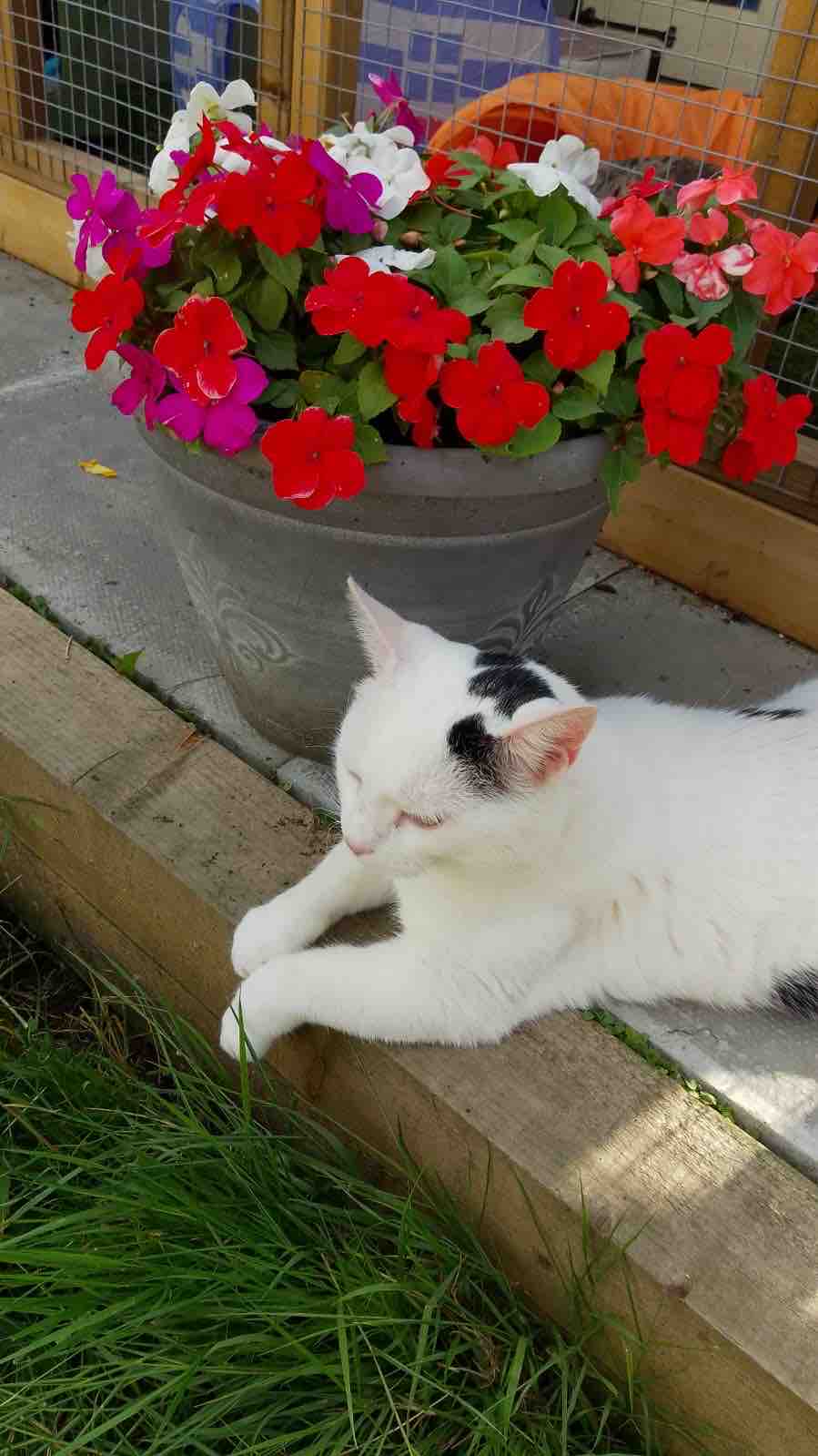 Vet bills, food, supplies Second Chance For Cats campaign photo, 10 of 12